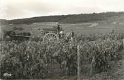 71 SaÔne Et Loire / CPSM FRANCE 71 "Buxy, les vendanges"