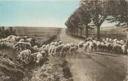 63 Puy De DÔme / CPA FRANCE 63 "Le Brugeron, sur les hauts plateaux" / MOUTON