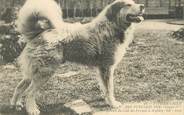 65 Haute PyrÉnÉe / CPA FRANCE 65 "Type de chien des Pyrénées Pur, Gazost 1er" / PRECURSEUR, avant 1900