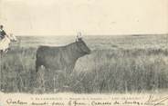 13 Bouch Du Rhone CPA FRANCE 13 "En Camargue, manade de l'Amarée Lou Bramairo" / TAUREAU