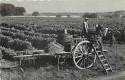 37 Indre Et Loire / CPSM FRANCE 37 "Vendanges en Touraine"