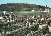 37 Indre Et Loire / CPSM FRANCE 37 'Les Vendanges à Bourgueil"