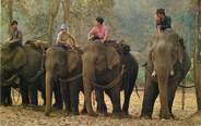 Asie    CPSM THAILANDE / ELEPHANT
