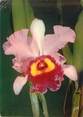 49 Maine Et Loire / CPSM FRANCE 49 "Orchidées Cattleya"