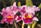 49 Maine Et Loire / CPSM FRANCE 49 "Gaignard Fleurs Angers" /  ORCHIDEES