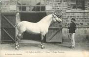 61 Orne / CPA FRANCE 61 "Haras du Pin, Triton, étalon Percheron"