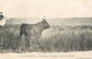 13 Bouch Du Rhone / CPA FRANCE 13 "En Camargue, manade de l'Amarée, Lou Bramairo"