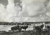 29 Finistere / CPSM FRANCE 29 "Baie du Loch, enlèvement du varech"