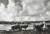 29 Finistere / CPSM FRANCE 29 "Baie du Loch, enlèvement du varech "