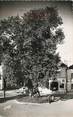 37 Indre Et Loire .CPSM  FRANCE 37 "Vernou sur Brenne, Arbre de Sully"