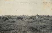 33 Gironde . CPA FRANCE 33 "Le Verdon, Pâturage dans le marais"