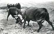 73 Savoie CPSM FRANCE 73 "Le Col de Balme, Combat de vaches"