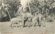 Asie CPA INDE / CEYLAN "Colombo, Éléphants"