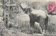 Asie CPA SRI LANKA / CEYLAN / ELEPHANT