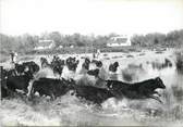 13 Bouch Du Rhone / CPSM FRANCE 13 "En Camargue, manade de Taureaux" / CHEVAL