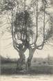 80 Somme / CPA FRANCE 80 "Lucheux, l'arbre des épousailles" / ARBRES NOMME